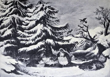Eingeschneit, Raufußhühner im Winter